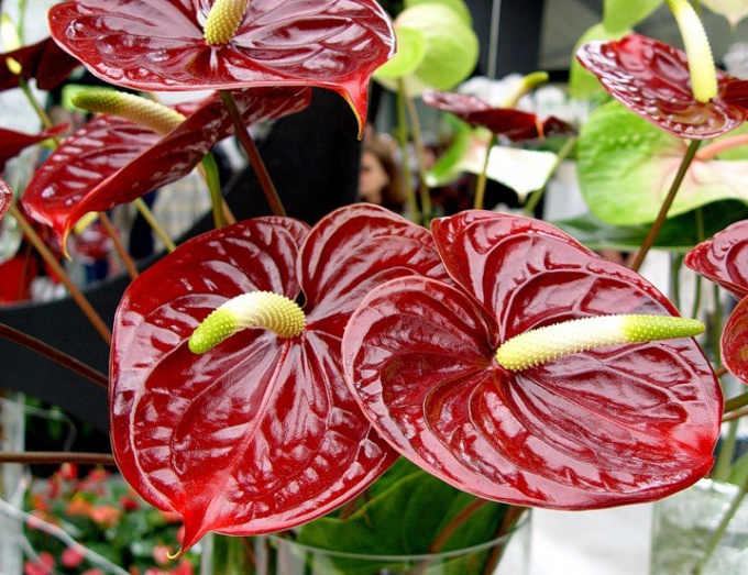 कैसे एक anthurium की देखभाल के लिए