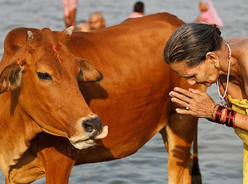 एक गाय एक पवित्र पशु क्यों है?