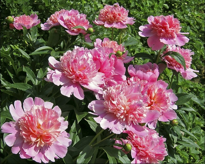 बगीचे में peonies