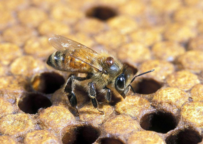 क्या रोगों propolis के साथ इलाज किया जा सकता है