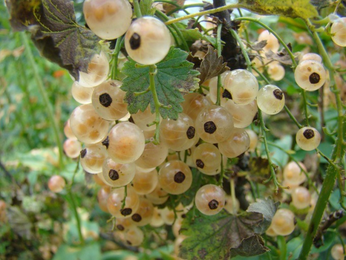 टिप 1: सफेद currants से लाभ कौन है