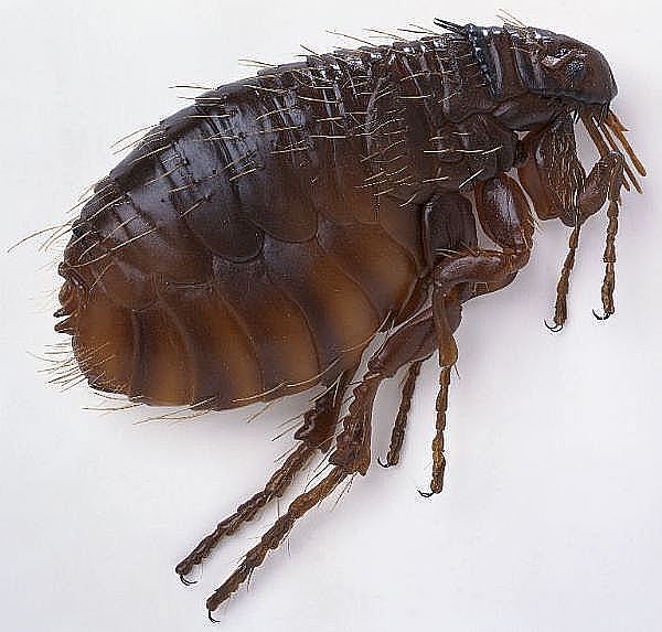 कैसे fleas इलाज के लिए