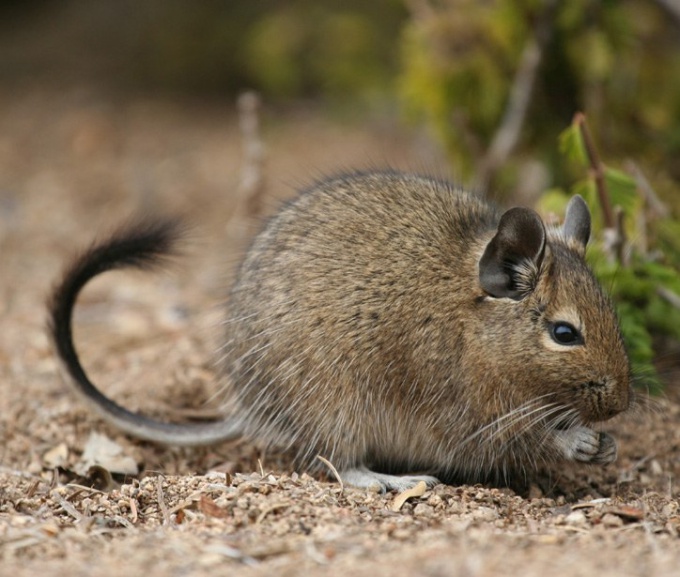 युक्ति 1: कैसे degu भेद करने के लिए