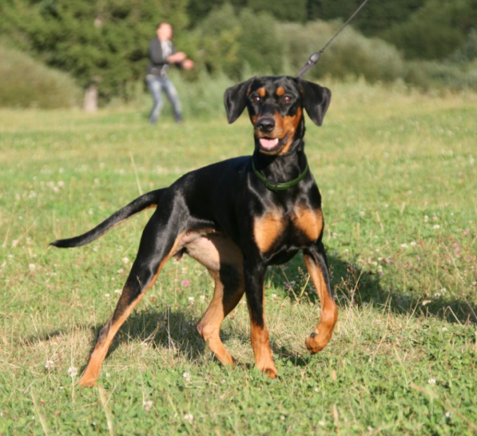 कैसे Pinscher लगता है