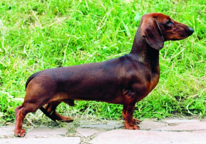 कैसे कुत्ते dachshund कॉल करने के लिए